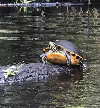 turtle on a log in deep creek hastings fl